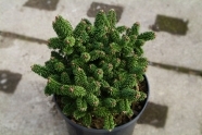 Abies balsamea (jodła balsamiczna) Piccolo jodła balsamiczna, 	jedle balzámová 