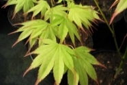 Acer palmatum (klon palmowy) Arakawa klon japoński, japonsky javor, klon palmowy
