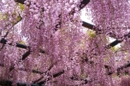 Wisteria flor. (glicynia) Rosea wisteria różowa, glicynia kwiecista, glicynia różowa,  vistárie čínská