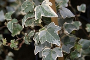 Hedera (bluszcz ) Glacier bluszcz pospolity,	břečťan obecný 